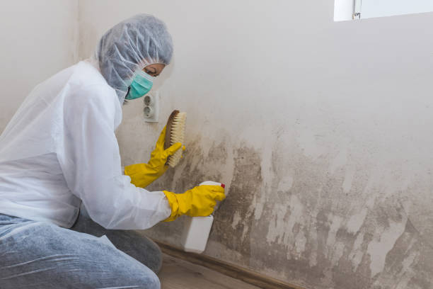 Best Mold Odor Removal Services in Kenton, OH