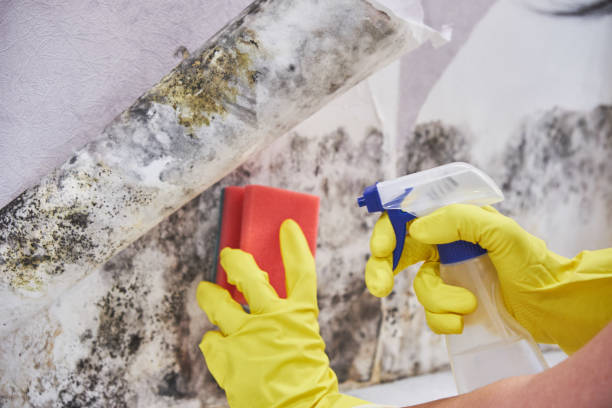 Why You Should Choose Our Mold Remediation Services in Kenton, OH